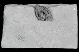 Crinoid (Onychocrinus) Fossil - Crawfordsville, Indiana #92764-1
